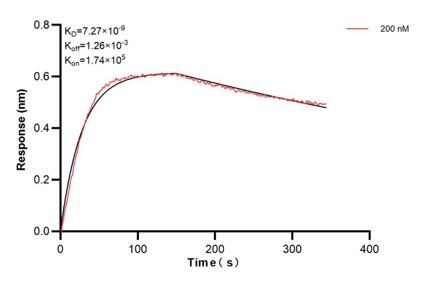 Biolayer interferometry (BLl) kinetic assays of <a class='green' href='/productredirect?CatalogNo=66597-2-Ig' target='_blank'>66597-2-Ig</a> against Human CHCHD6 were performed. The affinity constant is 7.27 nM. Affinity and Kinetic Characterization of 66597-2-PBS