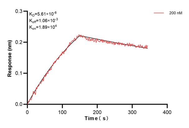 Biolayer interferometry (BLl) kinetic assay of 66659-1-Ig against Human POU2AF1 was performed. The affinity constant is 56.1 nM... Affinity and Kinetic Characterization of 66659-1-Ig