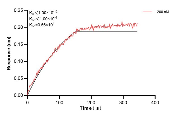 Biolayer interferometry (BLl) kinetic assay of <a class='green' href='/productredirect?CatalogNo=66659-2-Ig' target='_blank'>66659-2-Ig</a> against Human POU2AF1 was performed. The affinity constant is below 1 pM... Affinity and Kinetic Characterization of 66659-2-PBS