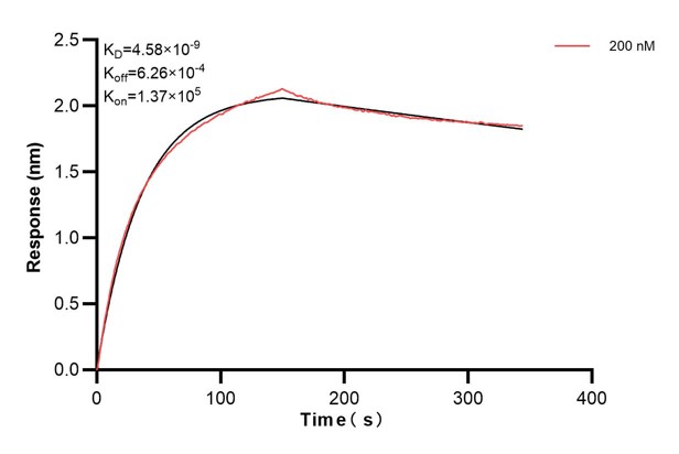 Biolayer interferometry (BLl) kinetic assays of <a class='green' href='/productredirect?CatalogNo=66662-3-Ig' target='_blank'>66662-3-Ig</a> against Human GOLGA2/GM130 were performed. The affinity constant is 4.58 nM. Affinity and Kinetic Characterization of 66662-3-PBS
