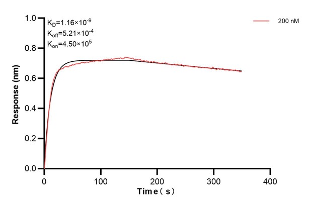 Affinity and Kinetic Characterization of 66663-1-Ig