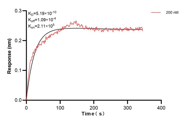 Biolayer interferometry (BLl) kinetic assay of <a class='green' href='/productredirect?CatalogNo=66664-3-Ig' target='_blank'>66664-3-Ig</a> against Human DDX54 was performed. The affinity constant is 0.519 nM... Affinity and Kinetic Characterization of 66664-3-PBS