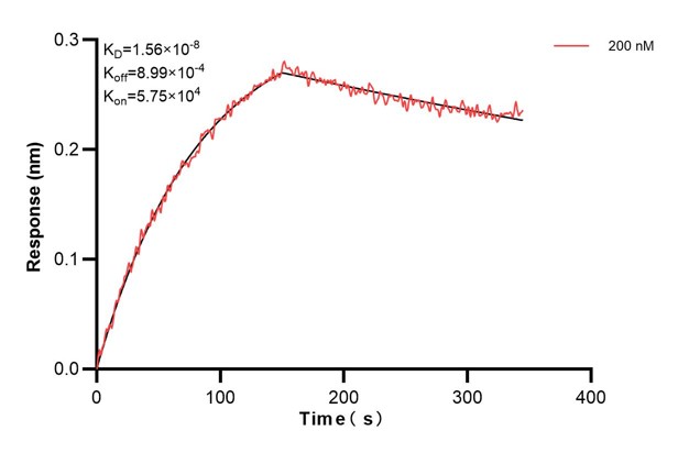 Biolayer interferometry (BLl) kinetic assay of <a class='green' href='/productredirect?CatalogNo=66669-5-Ig' target='_blank'>66669-5-Ig</a> against Human PDIA6 was performed. The affinity constant is 1.56 nM... Affinity and Kinetic Characterization of 66669-5-PBS