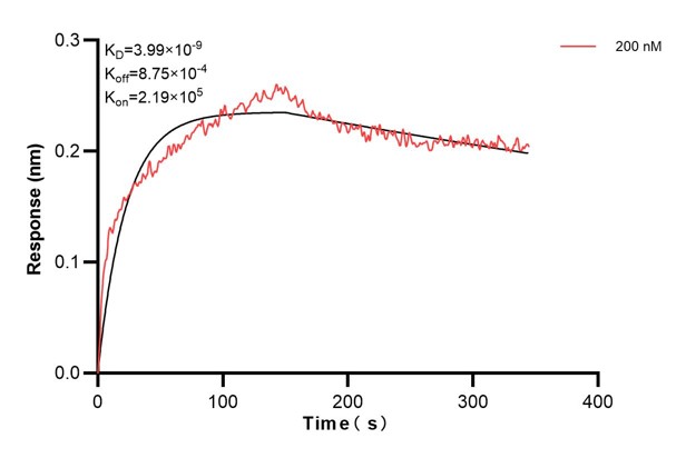 Biolayer interferometry (BLl) kinetic assay of <a class='green' href='/productredirect?CatalogNo=66669-6-Ig' target='_blank'>66669-6-Ig</a> against Human PDIA6 was performed. The affinity constant is 39.9 nM... Affinity and Kinetic Characterization of 66669-6-PBS