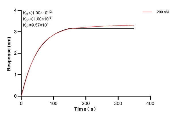 Affinity and Kinetic Characterization of 66675-4-PBS Affinity and Kinetic Characterization of 66675-4-PBS