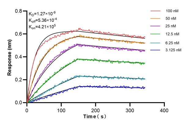 Affinity and Kinetic Characterization of 66682-5-PBS