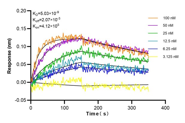 Affinity and Kinetic Characterization of 66737-1-Ig