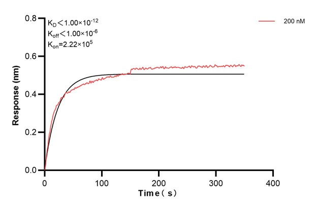 Biolayer interferometry (BLl) kinetic assay of <a class='green' href='/productredirect?CatalogNo=66747-3-Ig' target='_blank'>66747-3-Ig</a> against Human Androgen receptor was performed. The affinity constant is below 1 pM. Affinity and Kinetic Characterization of 66747-3-PBS