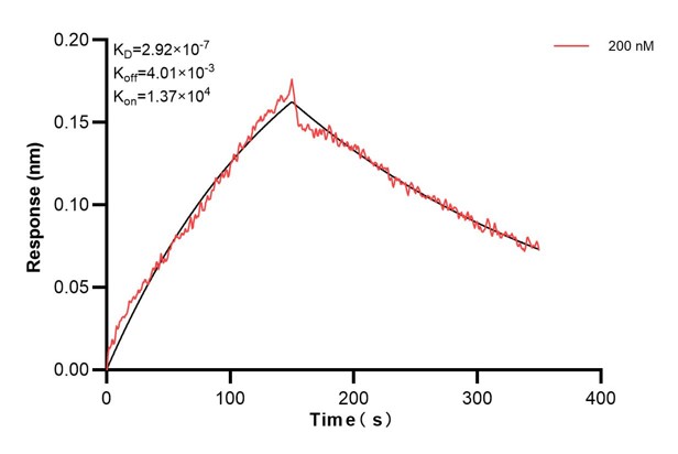 Affinity and Kinetic Characterization of 66800-1-Ig Affinity and Kinetic Characterization of 66800-1-Ig