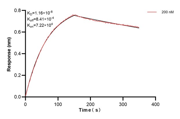 Affinity and Kinetic Characterization of 66801-2-PBS Affinity and Kinetic Characterization of 66801-2-PBS