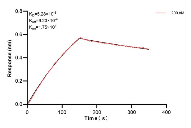 Affinity and Kinetic Characterization of 66801-3-PBS Affinity and Kinetic Characterization of 66801-3-PBS
