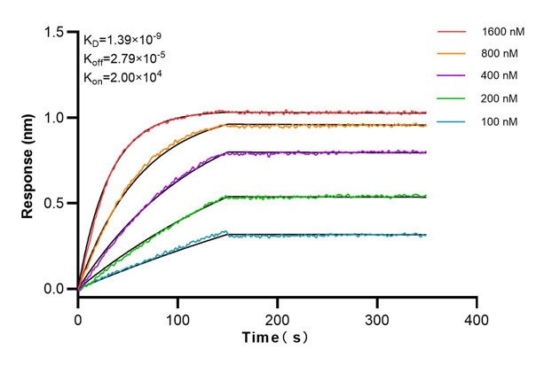 Affinity and Kinetic Characterization of 66810-1-Ig