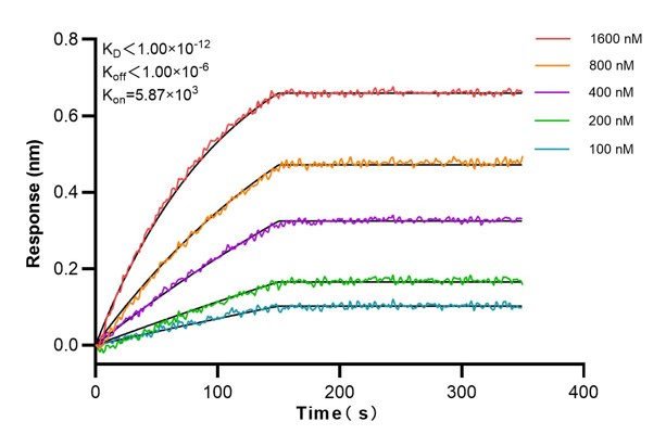 Affinity and Kinetic Characterization of 66810-2-Ig