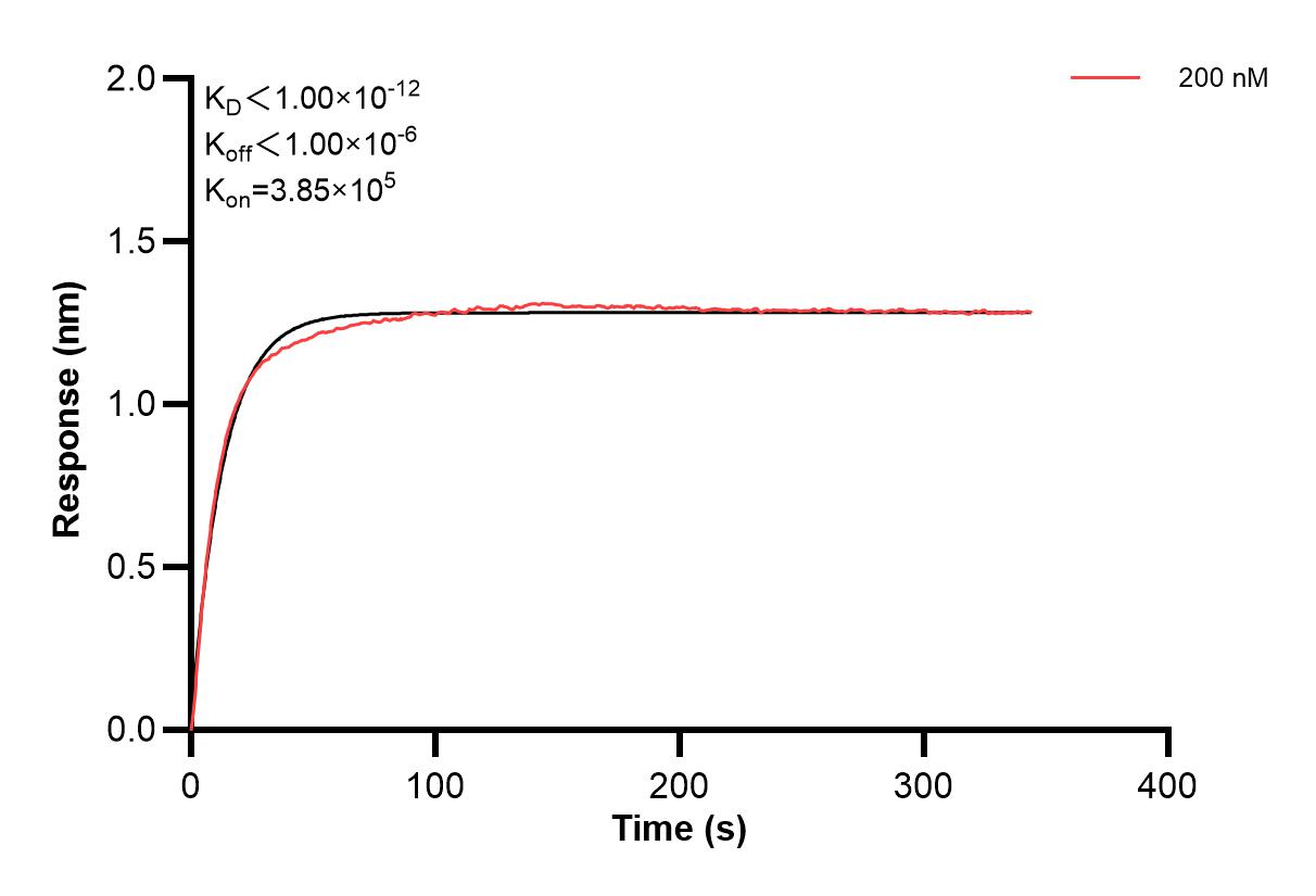 Affinity and Kinetic Characterization of 66835-2-PBS Affinity and Kinetic Characterization of 66835-2-PBS
