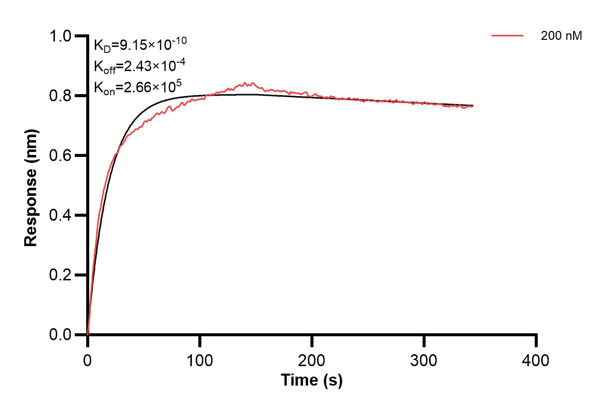 Affinity and Kinetic Characterization of 66835-3-PBS Affinity and Kinetic Characterization of 66835-3-PBS