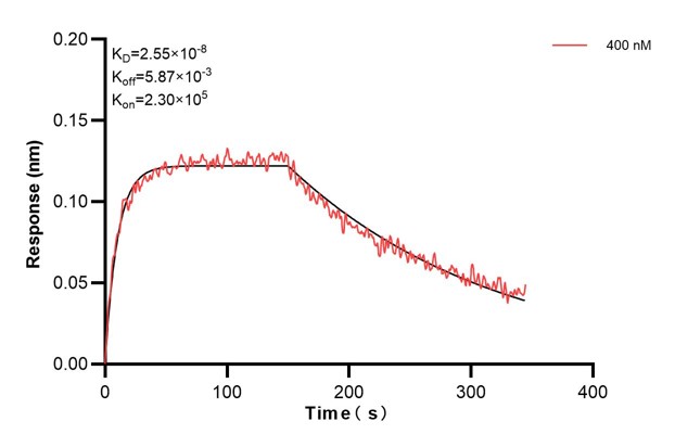 Biolayer interferometry (BLl) kinetic assay of <a class='green' href='/productredirect?CatalogNo=66875-2-Ig' target='_blank'>66875-2-Ig</a> against Human SREBF1 was performed. The affinity constant is 25.5 nM... Affinity and Kinetic Characterization of 66875-2-PBS