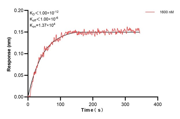 Biolayer interferometry (BLl) kinetic assay of <a class='green' href='/productredirect?CatalogNo=66903-2-Ig' target='_blank'>66903-2-Ig</a> against Human Calnexin was performed. The affinity constant is below 1 pM... Affinity and Kinetic Characterization of 66903-2-PBS