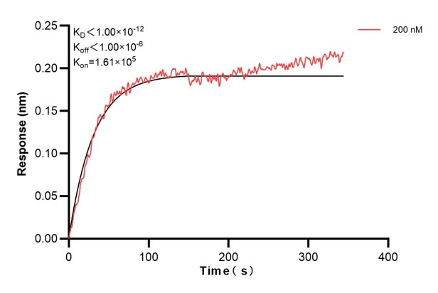 Biolayer interferometry (BLl) kinetic assay of <a class='green' href='/productredirect?CatalogNo=66903-3-Ig' target='_blank'>66903-3-Ig</a> against Human Calnexin was performed. The affinity constant is below 1 pM... Affinity and Kinetic Characterization of 66903-3-PBS