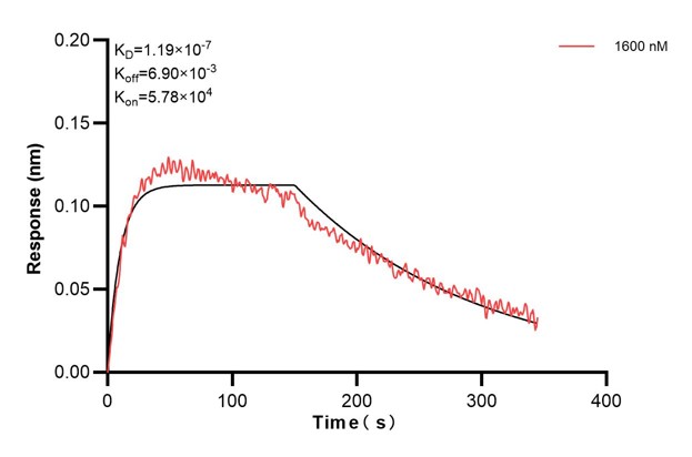 Affinity and Kinetic Characterization of 66913-3-PBS