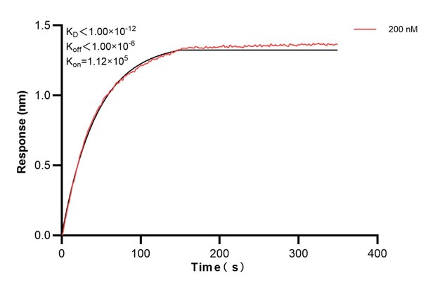Biolayer interferometry (BLl) kinetic assay of <a class='green' href='/productredirect?CatalogNo=66922-3-Ig' target='_blank'>66922-3-Ig</a> against Human Integrin beta-4 was performed. The affinity constant is below 1 pM. Affinity and Kinetic Characterization of 66922-3-PBS
