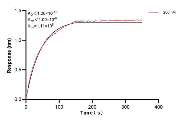 Biolayer interferometry (BLl) kinetic assay of <a class='green' href='/productredirect?CatalogNo=66922-4-Ig' target='_blank'>66922-4-Ig</a> against Human Integrin beta-4 was performed. The affinity constant is below 1 pM. Affinity and Kinetic Characterization of 66922-4-PBS
