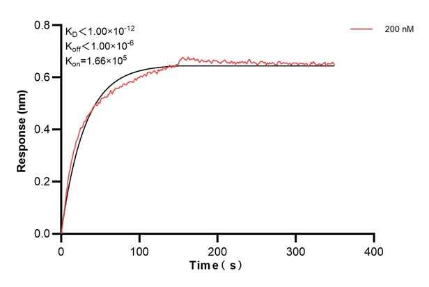 Biolayer interferometry (BLl) kinetic assay of <a class='green' href='/productredirect?CatalogNo=66922-7-Ig' target='_blank'>66922-7-Ig</a> against Human Integrin beta-4 was performed. The affinity constant is below 1 pM. Affinity and Kinetic Characterization of 66922-7-PBS
