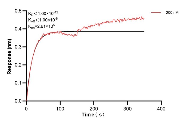 Biolayer interferometry (BLl) kinetic assay of <a class='green' href='/productredirect?CatalogNo=66928-4-Ig' target='_blank'>66928-4-Ig</a> against Human CFTR was performed. The affinity constant is below 1 pM. Affinity and Kinetic Characterization of 66928-4-PBS