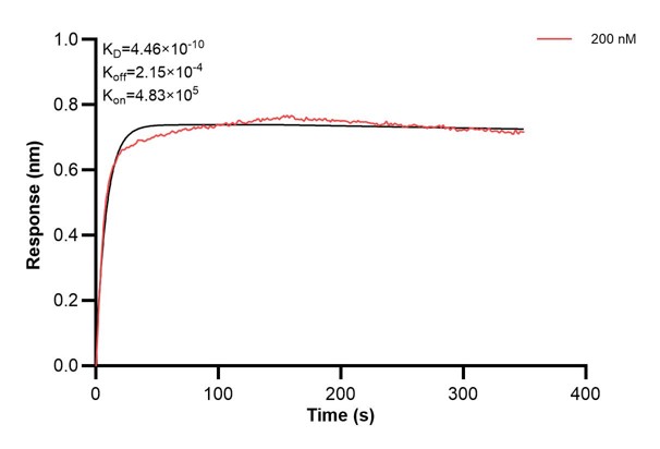 Affinity and Kinetic Characterization of 66984-2-PBS Affinity and Kinetic Characterization of 66984-2-PBS