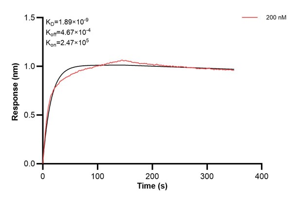 Affinity and Kinetic Characterization of 66984-5-PBS Affinity and Kinetic Characterization of 66984-5-PBS