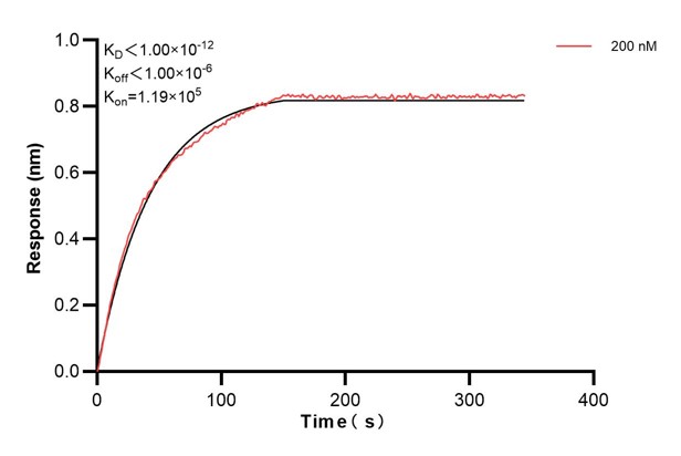 Affinity and Kinetic Characterization of 67082-1-Ig