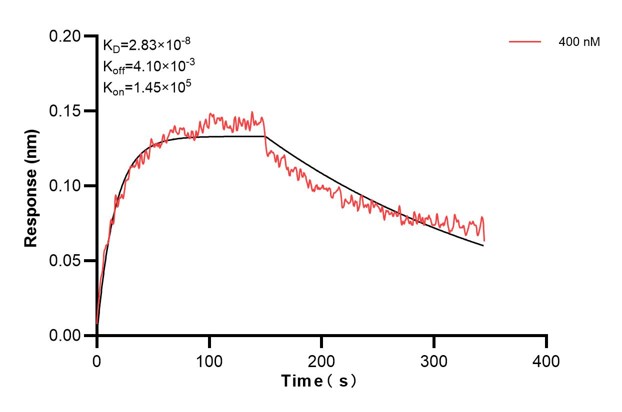 Biolayer interferometry (BLl) kinetic assay of <a class='green' href='/productredirect?CatalogNo=67237-2-Ig' target='_blank'>67237-2-Ig</a> against Human S100A1 was performed. The affinity constant is 28.3 nM. Affinity and Kinetic Characterization of 67237-2-PBS