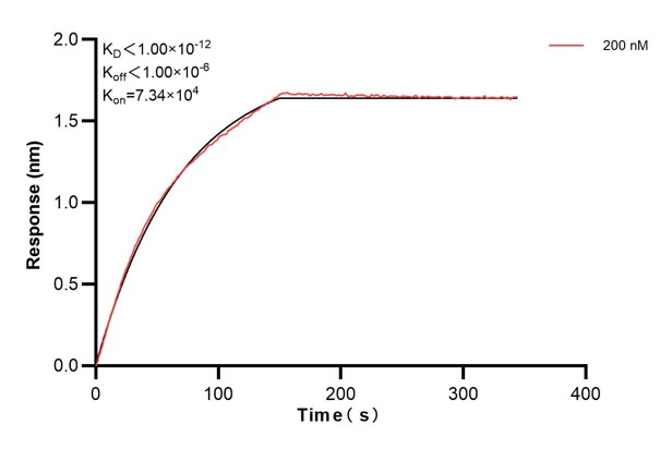 Biolayer interferometry (BLl) kinetic assays of <a class='green' href='/productredirect?CatalogNo=67245-2-Ig' target='_blank'>67245-2-Ig</a> against Human SIRT3 were performed. The affinity constant is below 1 pM. Affinity and Kinetic Characterization of 67245-2-PBS