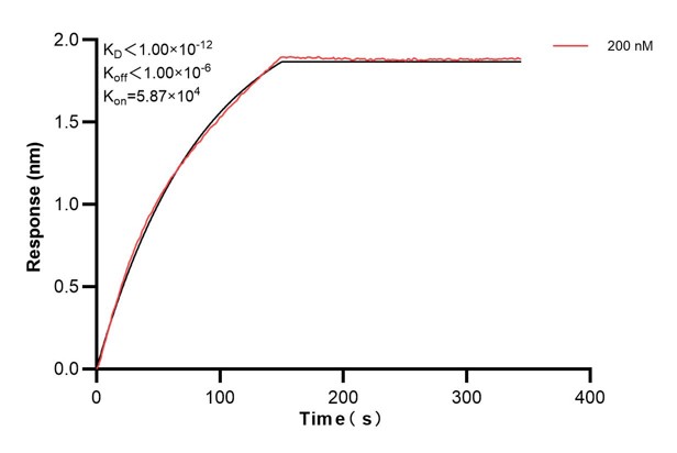 Biolayer interferometry (BLl) kinetic assays of <a class='green' href='/productredirect?CatalogNo=67245-3-Ig' target='_blank'>67245-3-Ig</a> against Human SIRT3 were performed. The affinity constant is below 1 pM. Affinity and Kinetic Characterization of 67245-3-PBS