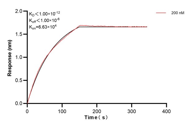 Biolayer interferometry (BLl) kinetic assays of <a class='green' href='/productredirect?CatalogNo=67245-5-Ig' target='_blank'>67245-5-Ig</a> against Human SIRT3 were performed. The affinity constant is below 1 pM. Affinity and Kinetic Characterization of 67245-5-PBS