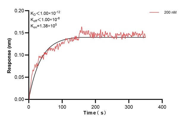 Biolayer interferometry (BLl) kinetic assay of <a class='green' href='/productredirect?CatalogNo=67346-3-Ig' target='_blank'>67346-3-Ig</a> against Human PTGS1 was performed. The affinity constant is below 1 pM. Affinity and Kinetic Characterization of 67346-3-PBS