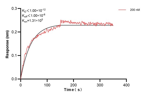 Biolayer interferometry (BLl) kinetic assay of <a class='green' href='/productredirect?CatalogNo=67346-4-Ig' target='_blank'>67346-4-Ig</a> against Human PTGS1 was performed. The affinity constant is below 1 pM. Affinity and Kinetic Characterization of 67346-4-PBS