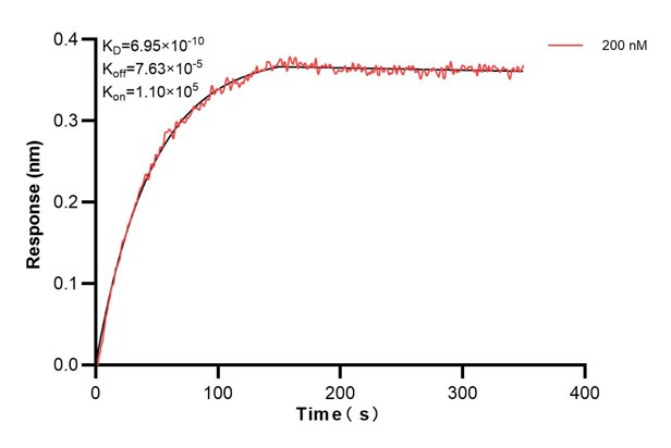 Biolayer interferometry (BLl) kinetic assay of <a class='green' href='/productredirect?CatalogNo=67346-5-Ig' target='_blank'>67346-5-Ig</a> against Human PTGS1 was performed. The affinity constant is 0.695 nM. Affinity and Kinetic Characterization of 67346-5-PBS
