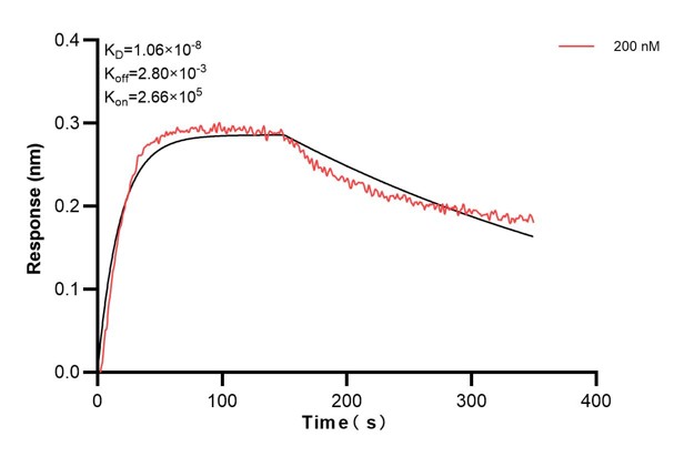 Biolayer interferometry (BLl) kinetic assay of <a class='green' href='/productredirect?CatalogNo=67346-6-Ig' target='_blank'>67346-6-Ig</a> against Human PTGS1 was performed. The affinity constant is 10.6 nM. Affinity and Kinetic Characterization of 67346-6-PBS