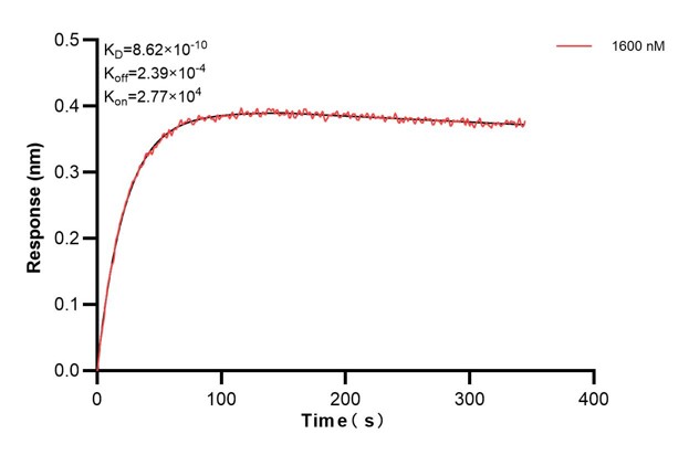 Biolayer interferometry (BLl) kinetic assays of <a class='green' href='/productredirect?CatalogNo=67370-7-Ig' target='_blank'>67370-7-Ig</a> against Human CEP164 were performed. The affinity constant is 0.862 nM. Affinity and Kinetic Characterization of 67370-7-PBS