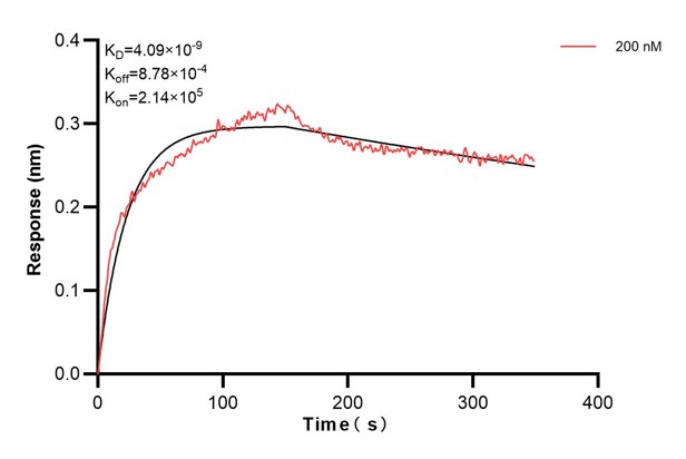 Biolayer interferometry (BLl) kinetic assay of <a class='green' href='/productredirect?CatalogNo=67411-3-Ig' target='_blank'>67411-3-Ig</a> against Human TYK2 was performed. The affinity constant is 4.09 nM. Affinity and Kinetic Characterization of 67411-3-PBS