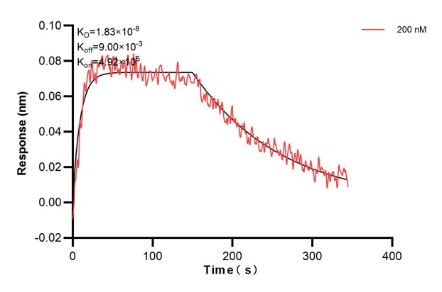 Biolayer interferometry (BLl) kinetic assay of <a class='green' href='/productredirect?CatalogNo=67411-5-Ig' target='_blank'>67411-5-Ig</a> against Human TYK2 was performed. The affinity constant is 18.3 nM. Affinity and Kinetic Characterization of 67411-5-PBS
