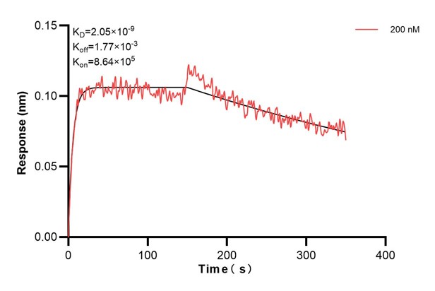Biolayer interferometry (BLl) kinetic assay of <a class='green' href='/productredirect?CatalogNo=67411-6-Ig' target='_blank'>67411-6-Ig</a> against Human TYK2 was performed. The affinity constant is 1.49 nM. Affinity and Kinetic Characterization of 67411-6-PBS