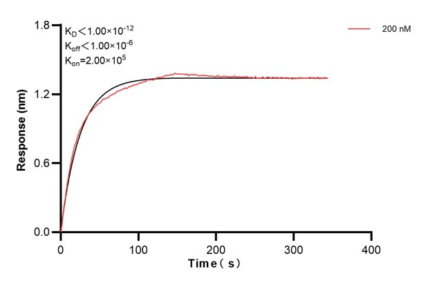 Biolayer interferometry (BLl) kinetic assay of <a class='green' href='/productredirect?CatalogNo=67416-2-Ig' target='_blank'>67416-2-Ig</a> against Human ERO1L was performed. The affinity constant is below 1 pM... Affinity and Kinetic Characterization of 67416-2-PBS