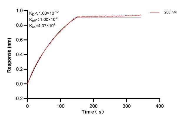 Biolayer interferometry (BLl) kinetic assay of <a class='green' href='/productredirect?CatalogNo=67416-3-Ig' target='_blank'>67416-3-Ig</a> against Human ERO1L was performed. The affinity constant is below 1 pM... Affinity and Kinetic Characterization of 67416-3-PBS