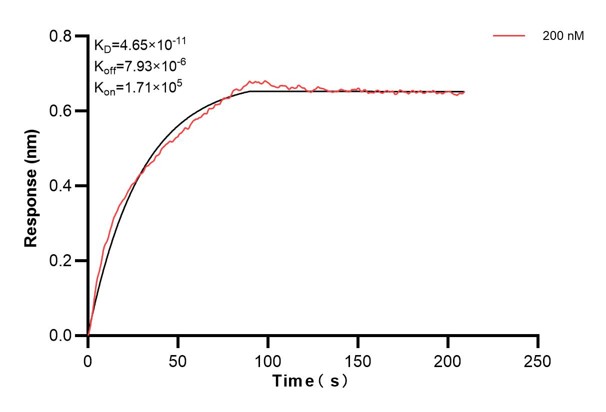 Biolayer interferometry (BLl) kinetic assay of <a class='green' href='/productredirect?CatalogNo=67416-4-Ig' target='_blank'>67416-4-Ig</a> against Human ERO1L was performed. The affinity constant is 46.5 pM... Affinity and Kinetic Characterization of 67416-4-PBS