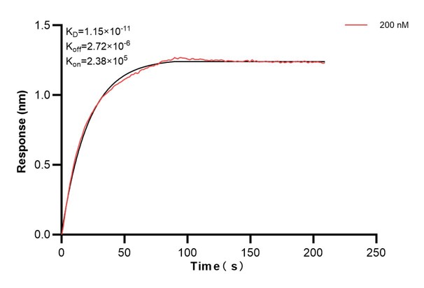 Biolayer interferometry (BLl) kinetic assay of <a class='green' href='/productredirect?CatalogNo=67416-5-Ig' target='_blank'>67416-5-Ig</a> against Human ERO1L was performed. The affinity constant is 11.5 pM... Affinity and Kinetic Characterization of 67416-5-PBS