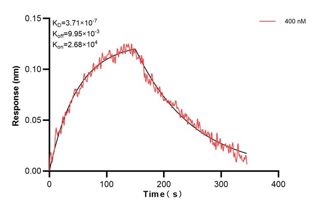 Biolayer interferometry (BLl) kinetic assay of <a class='green' href='/productredirect?CatalogNo=67421-3-Ig' target='_blank'>67421-3-Ig</a> against Human CYP21A2 was performed. The affinity constant is 371 nM. Affinity and Kinetic Characterization of 67421-3-PBS