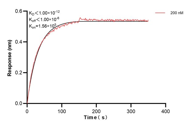 Biolayer interferometry (BLl) kinetic assay of <a class='green' href='/productredirect?CatalogNo=67428-3-Ig' target='_blank'>67428-3-Ig</a> against Human EIF4G2 was performed. The affinity constant is below 1 pM. Affinity and Kinetic Characterization of 67428-3-PBS