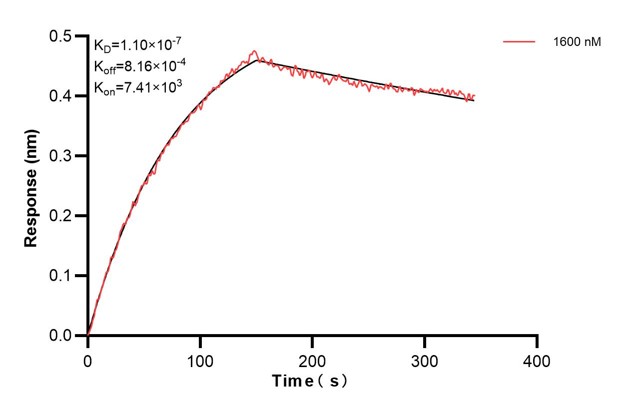 Biolayer interferometry (BLl) kinetic assay of <a class='green' href='/productredirect?CatalogNo=67445-3-Ig' target='_blank'>67445-3-Ig</a> against Human HNRNPA2B1 was performed. The affinity constant is 110 nM. Affinity and Kinetic Characterization of 67445-3-PBS