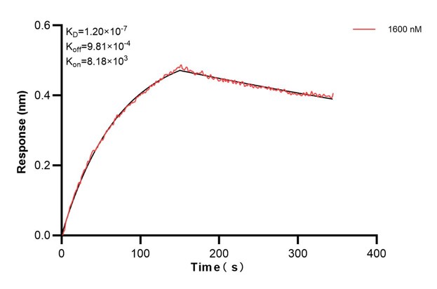 Biolayer interferometry (BLl) kinetic assay of <a class='green' href='/productredirect?CatalogNo=67445-4-Ig' target='_blank'>67445-4-Ig</a> against Human HNRNPA2B1 was performed. The affinity constant is 120 nM. Affinity and Kinetic Characterization of 67445-4-PBS